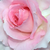 Ružová - Čajohybrid - Grand Siècle